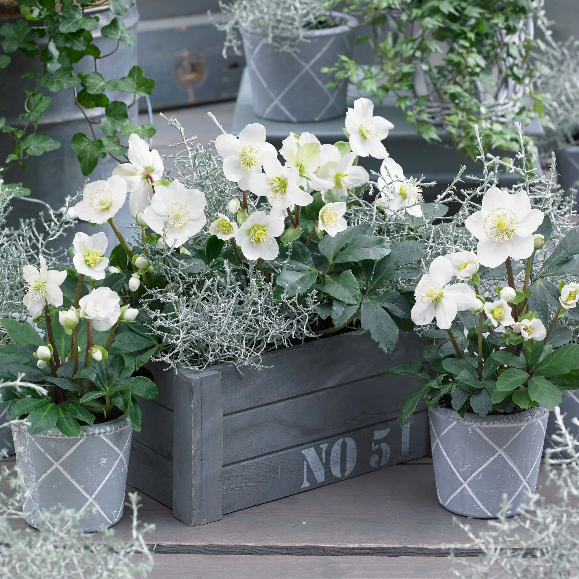 Balkonblumen "Wintertraum in Weiß"