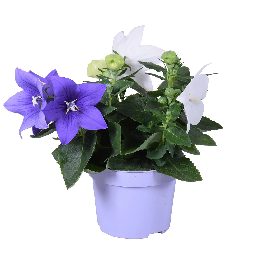 Ballonblume, Duo - Image 2