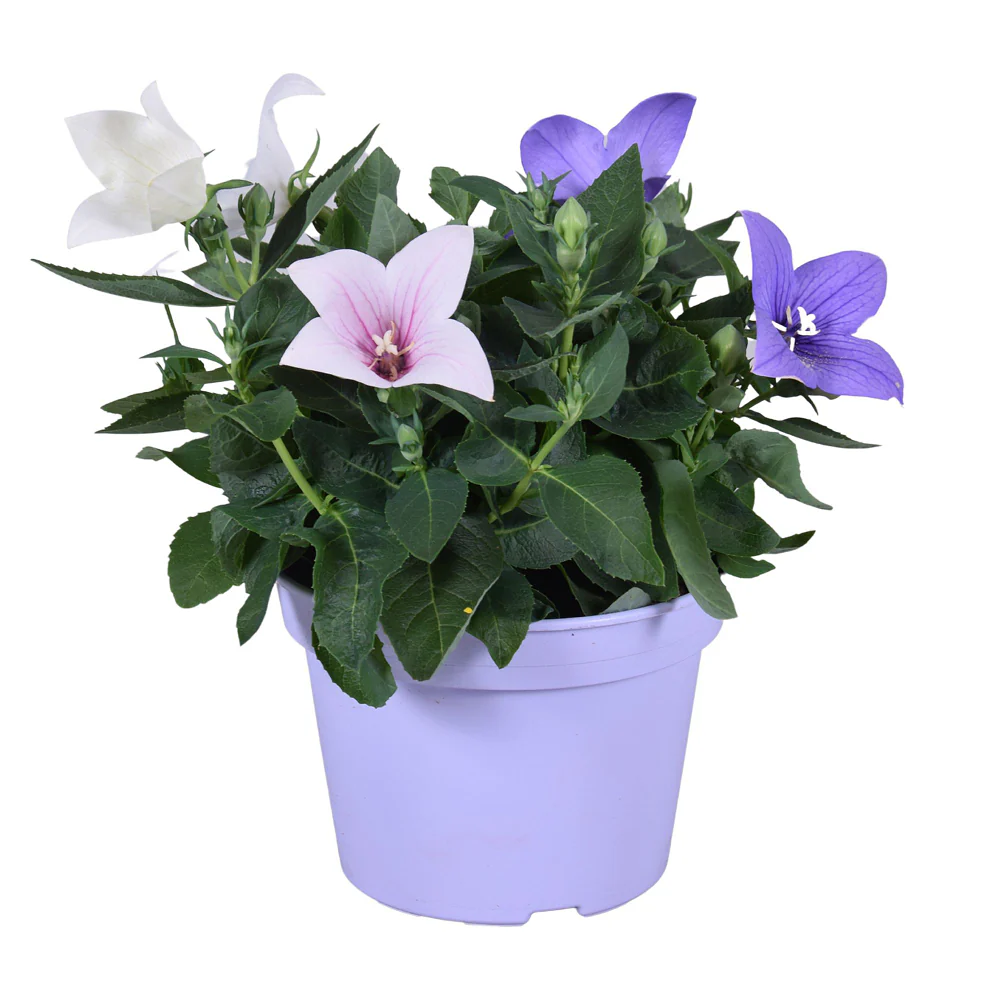 Ballonblume, Trio - Image 2