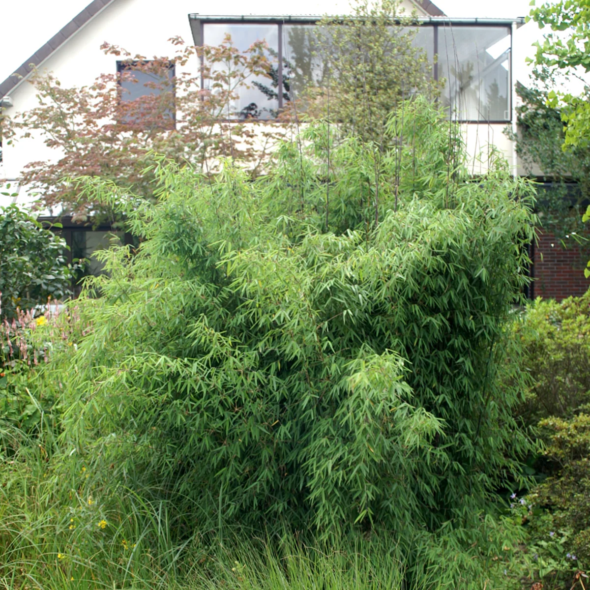 Vorschaubild 1