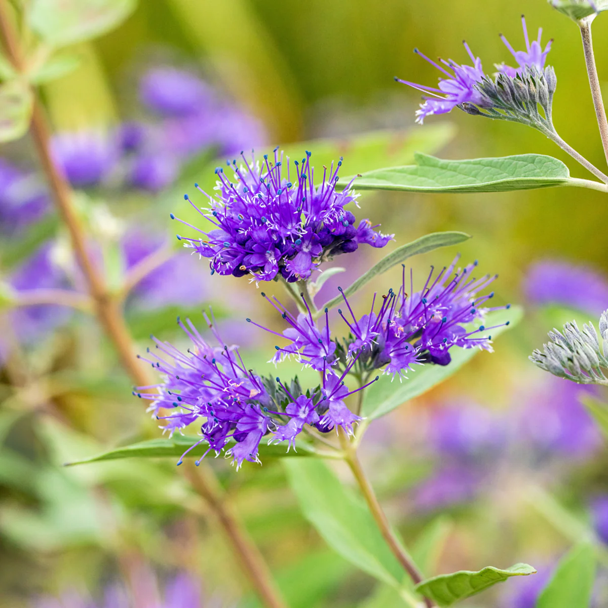 Bartblume, 3 Pflanzen - Image 4