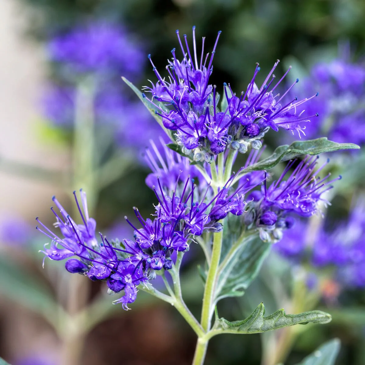 Bartblume 'Dark Knight'