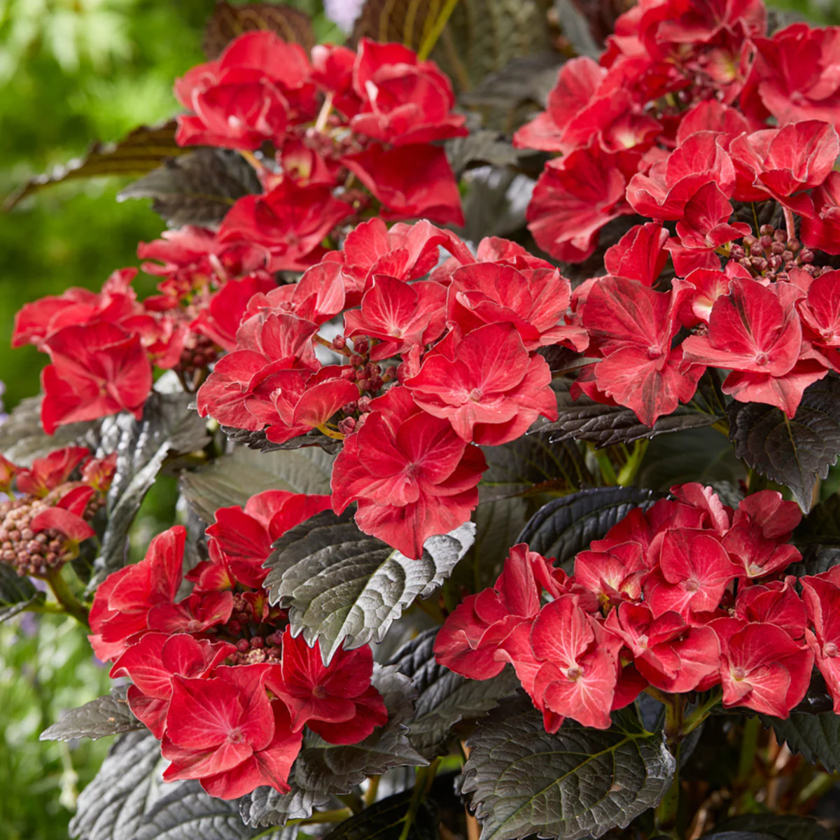 Bauernhortensie 'Black Diamonds After Midnight®'
