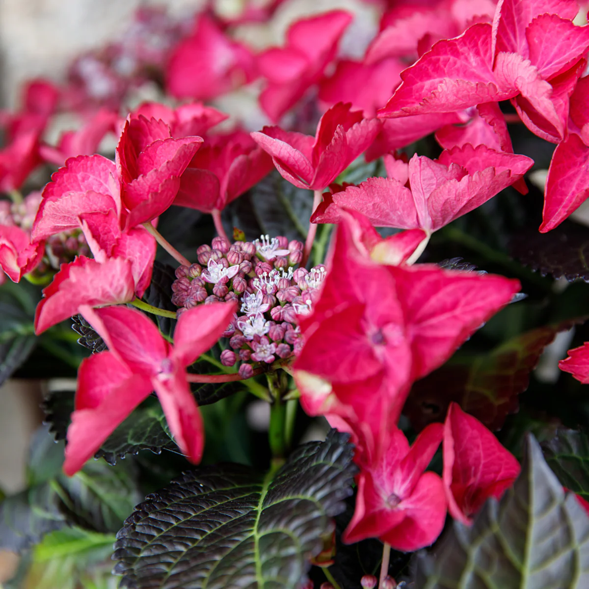 Bauernhortensie 'Black Diamonds Dark Angel®'