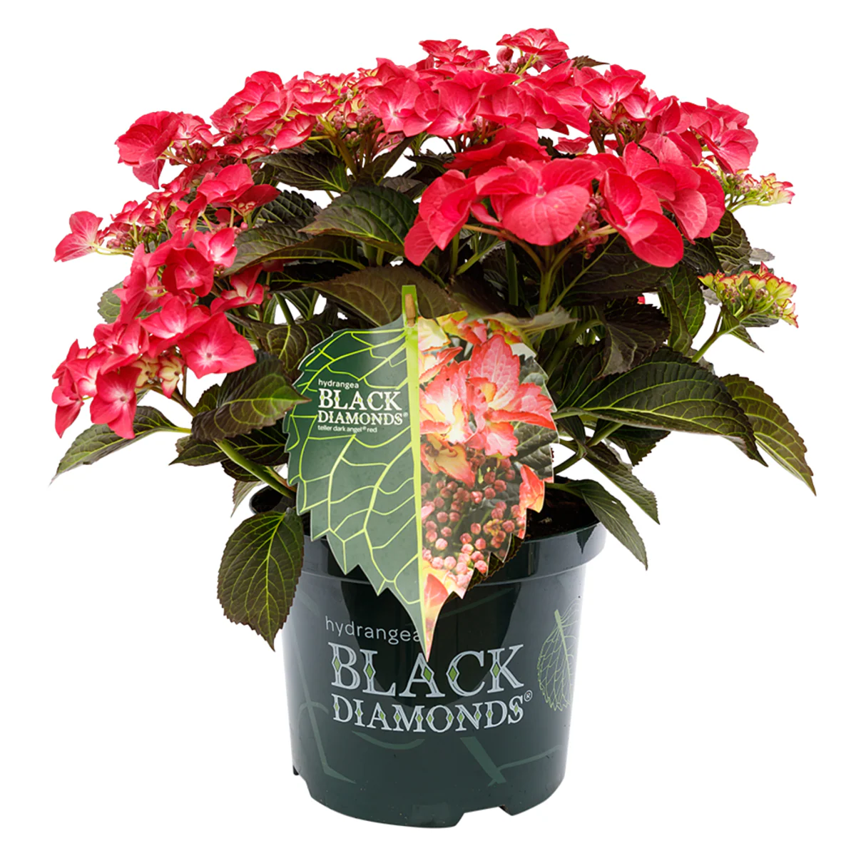 Bauernhortensie 'Black Diamonds Dark Angel®' - Image 4