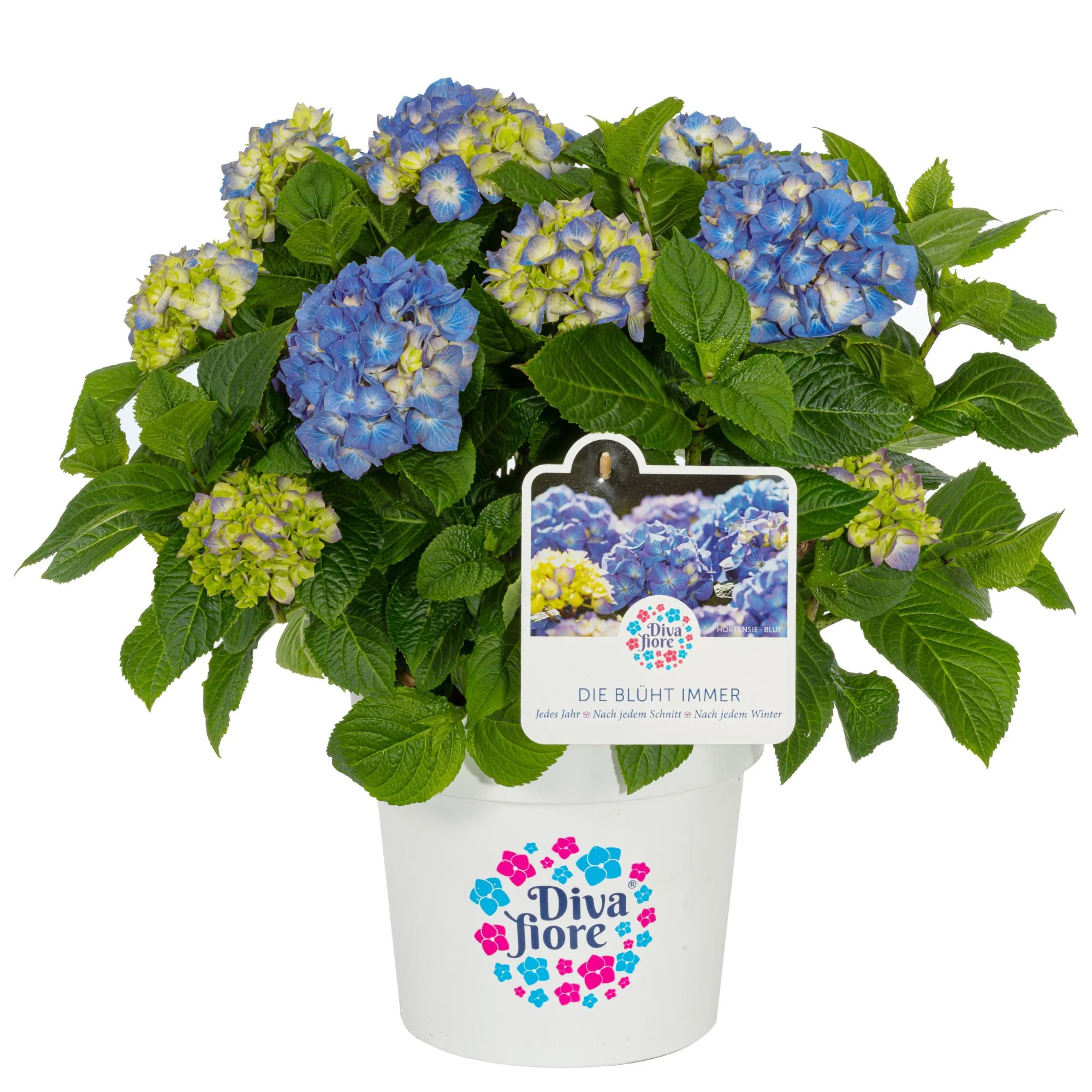 Bauernhortensie 'Diva Fiore®' - Image 5