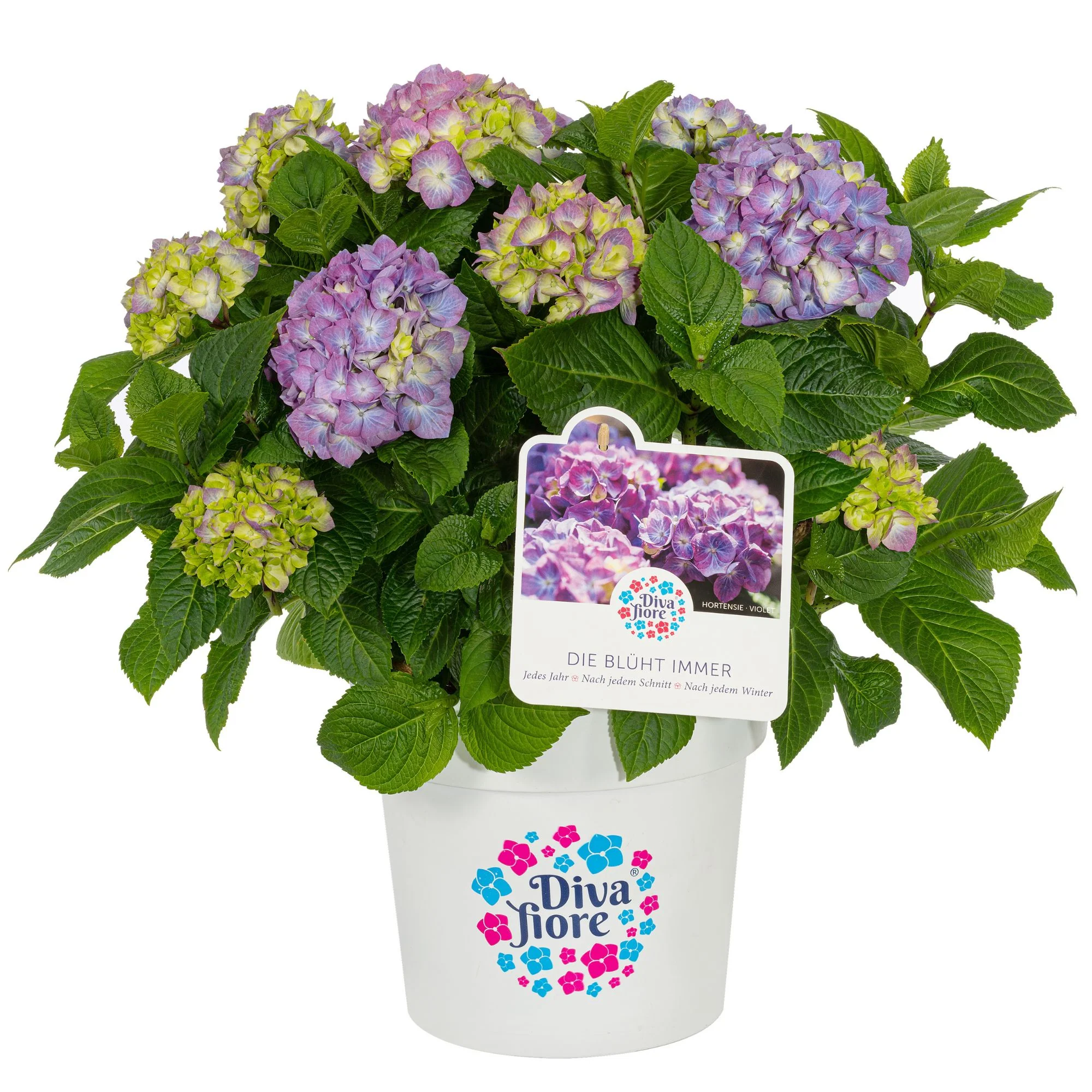 Bauernhortensie 'Diva Fiore®' - Image 8