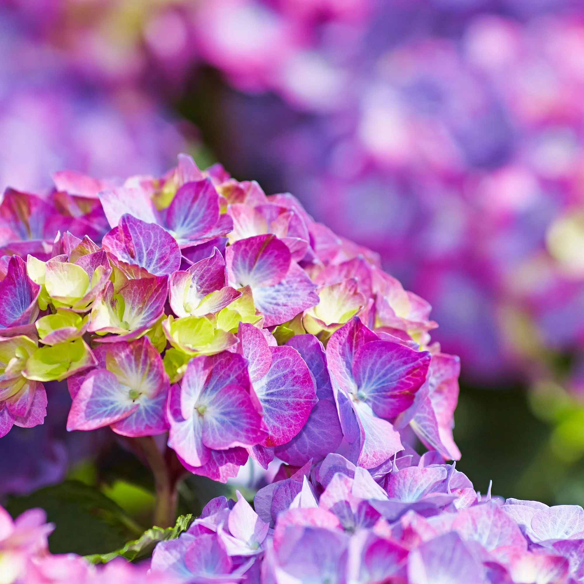 Bauernhortensie 'Diva Fiore®' - Image 9