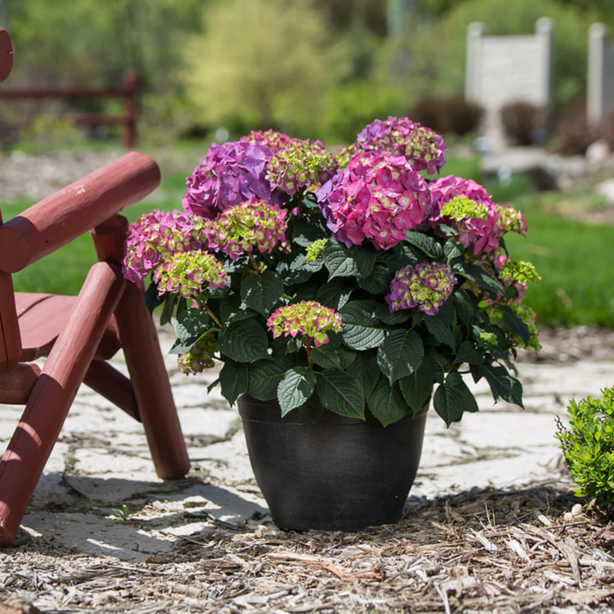 Bauernhortensie Endless Summer® 'Summer Love' - Image 6