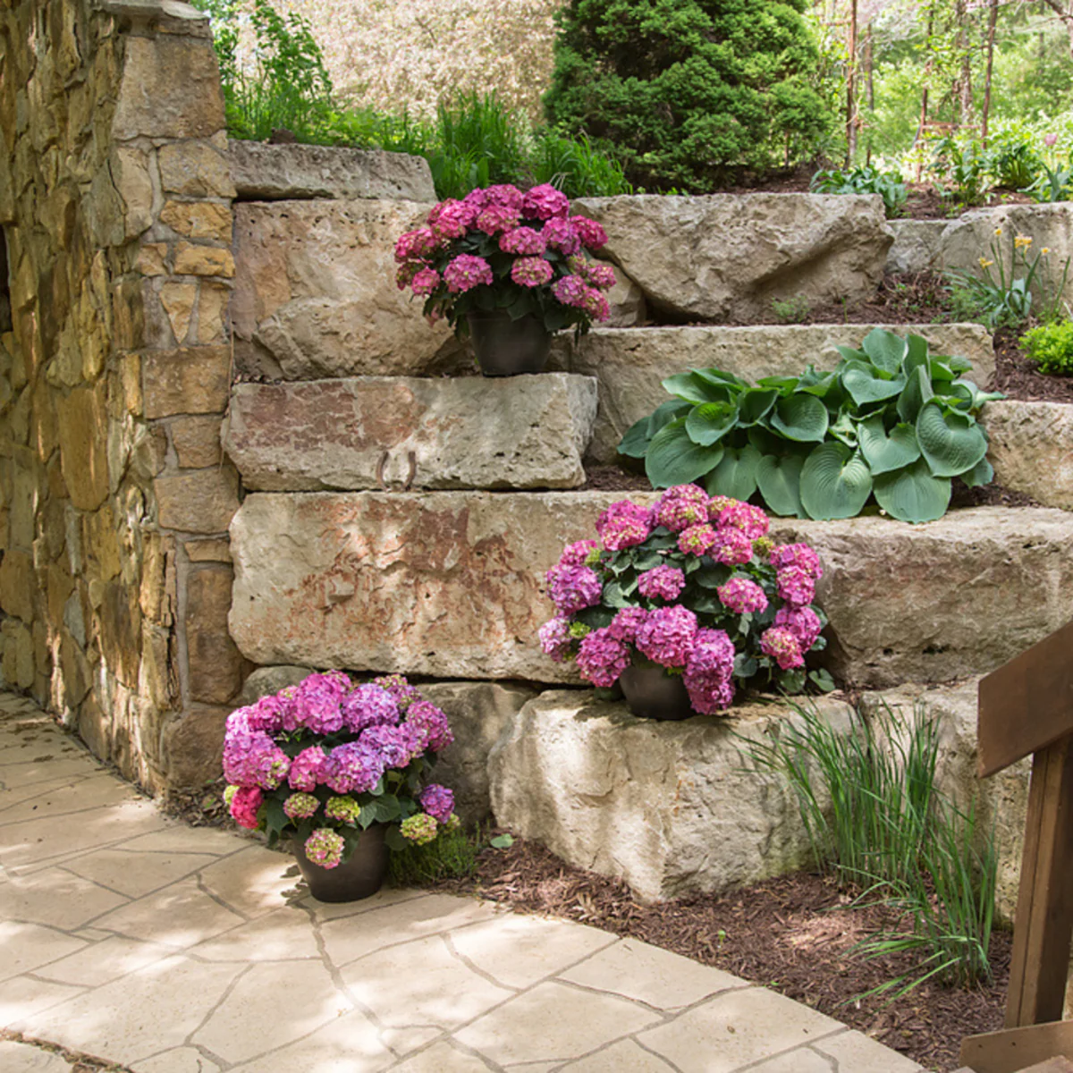 Bauernhortensie Endless Summer® 'Summer Love' - Image 7