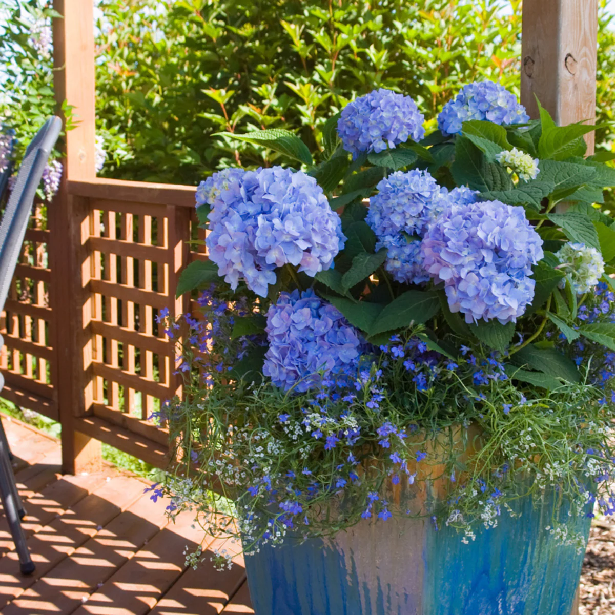 Bauernhortensie Endless Summer® 'The Original' - Image 4