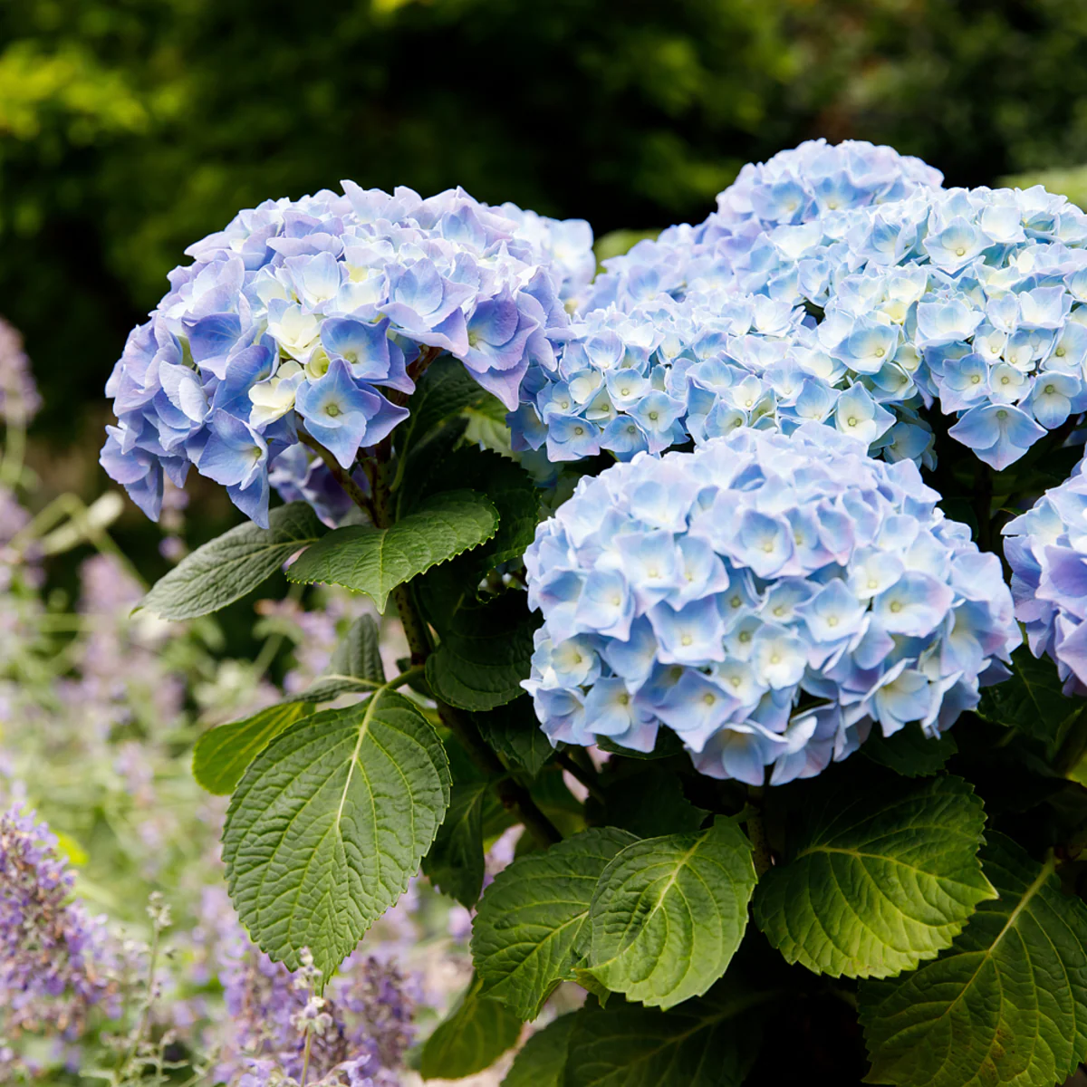 Bauernhortensie 'Forever & Ever®'