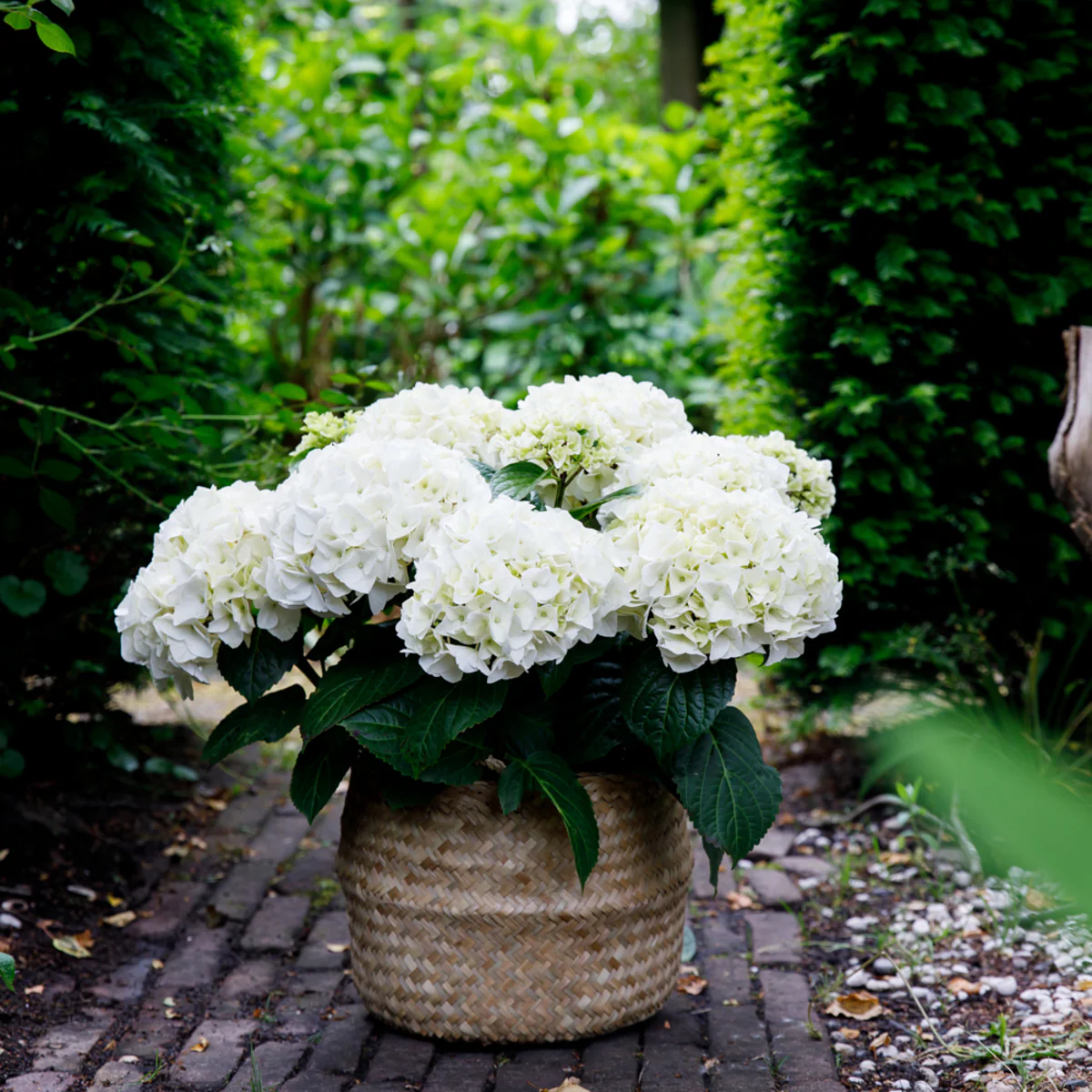 Bauernhortensie 'Forever & Ever®' - Image 13