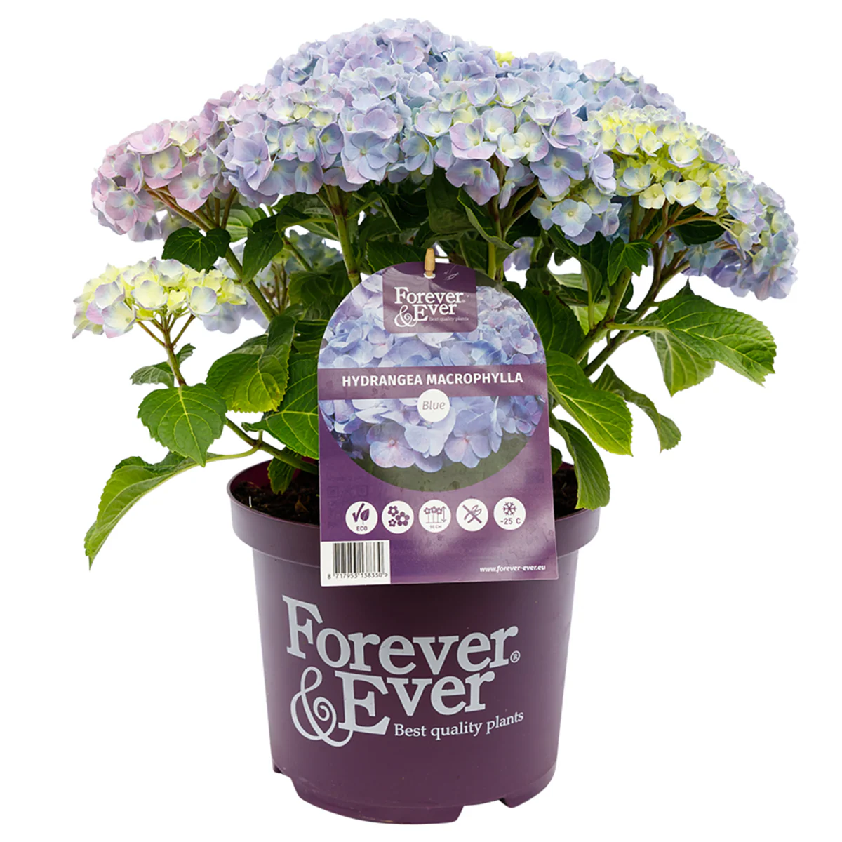 Bauernhortensie 'Forever & Ever®' - Image 6