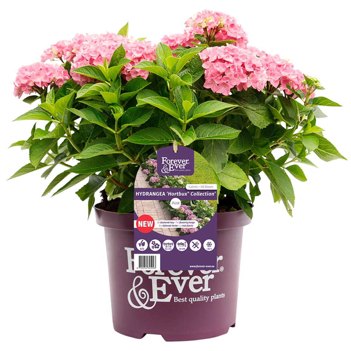 Bauernhortensie 'Forever & Ever®' - Image 7