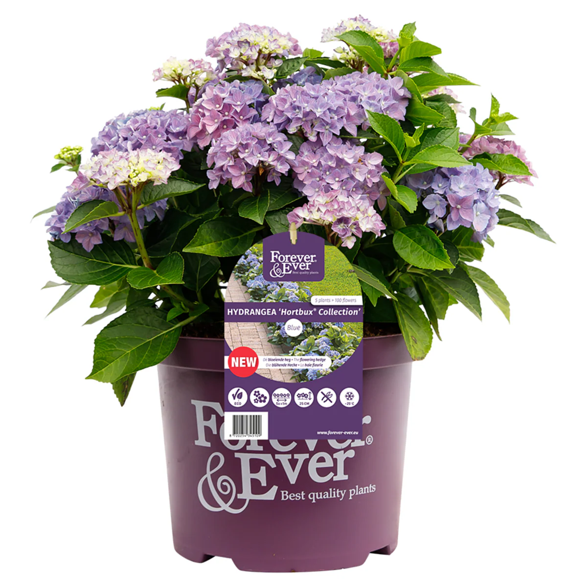 Bauernhortensie 'Forever & Ever®Hortbux' - Image 5