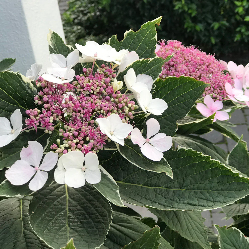 Bauernhortensie 'Light-O-Day'