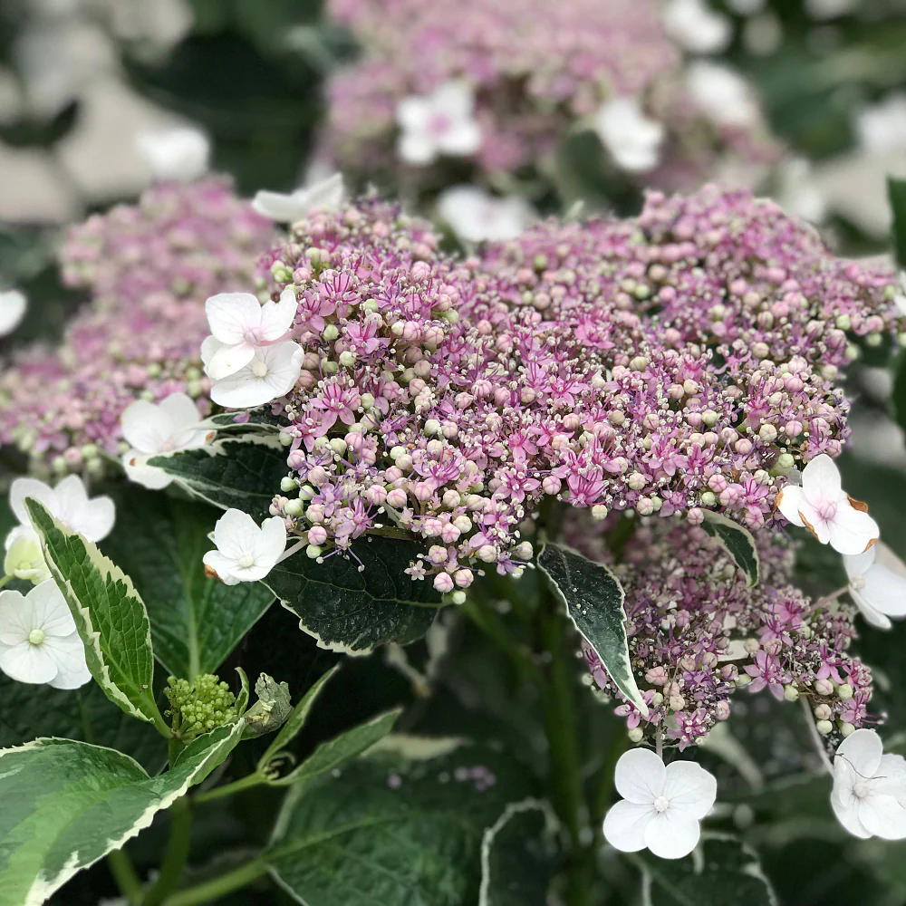 Bauernhortensie 'Light-O-Day' - Image 2