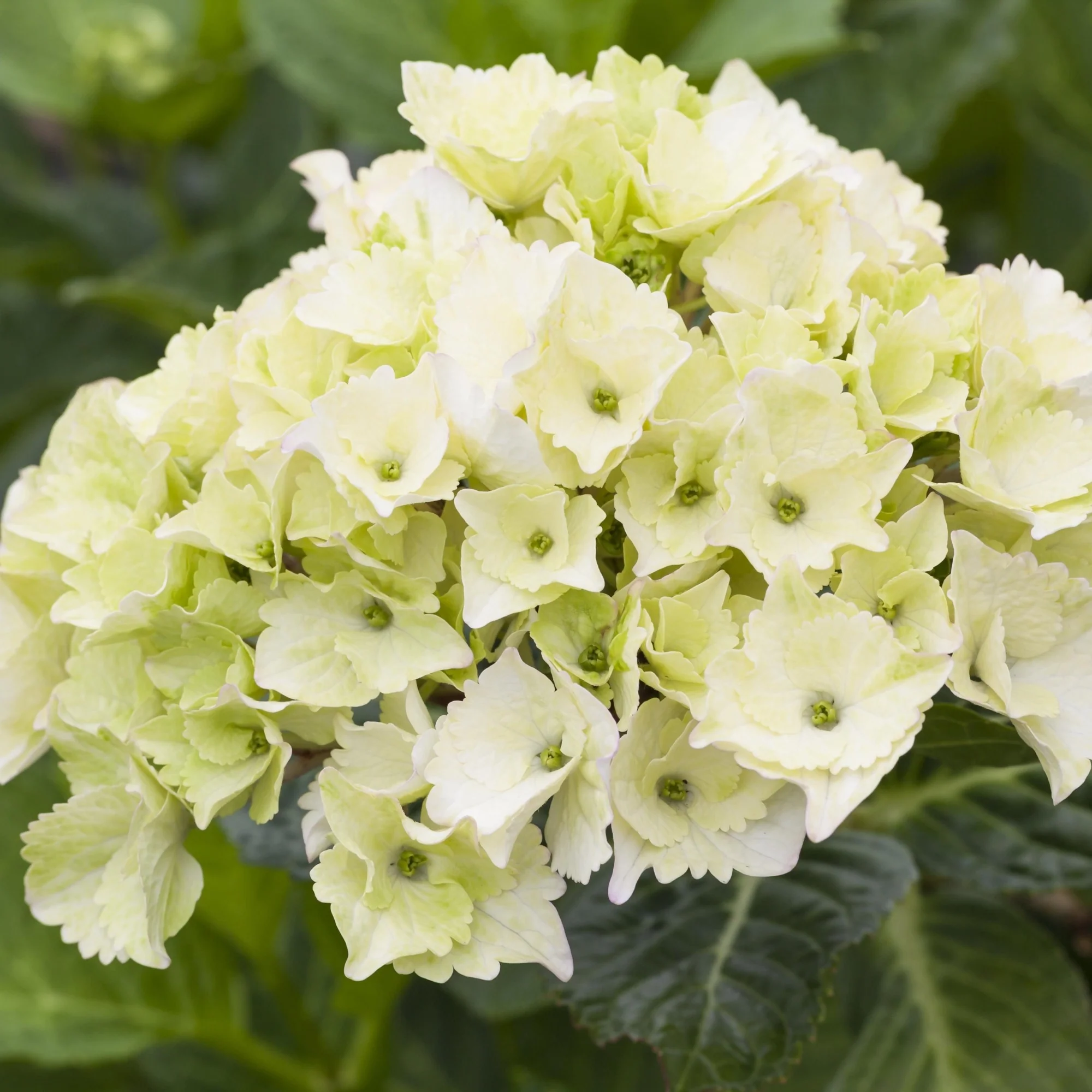 Bauernhortensie 'Magical Noblesse®' - Image 2