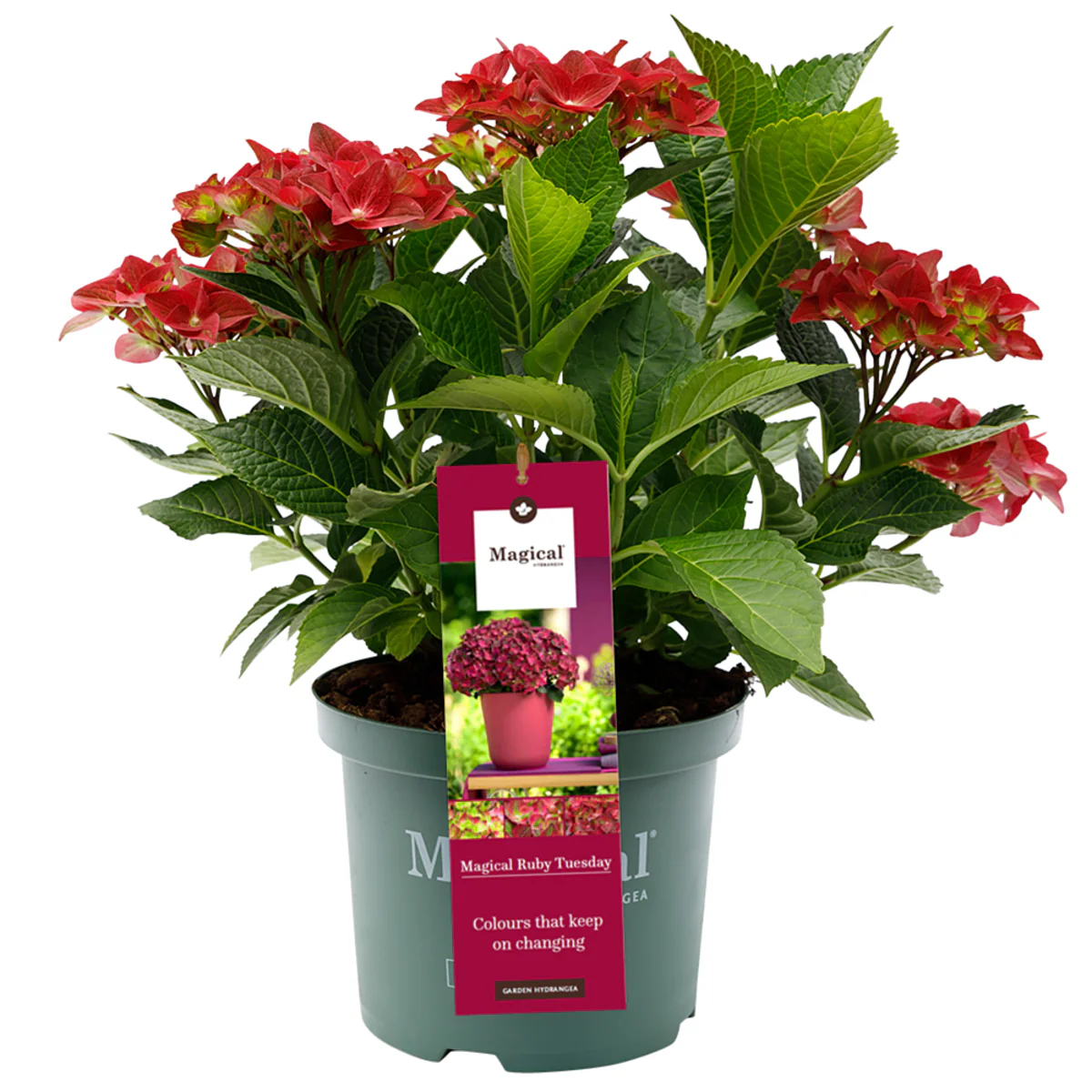 Bauernhortensie 'Magical Ruby Tuesday®' - Image 3