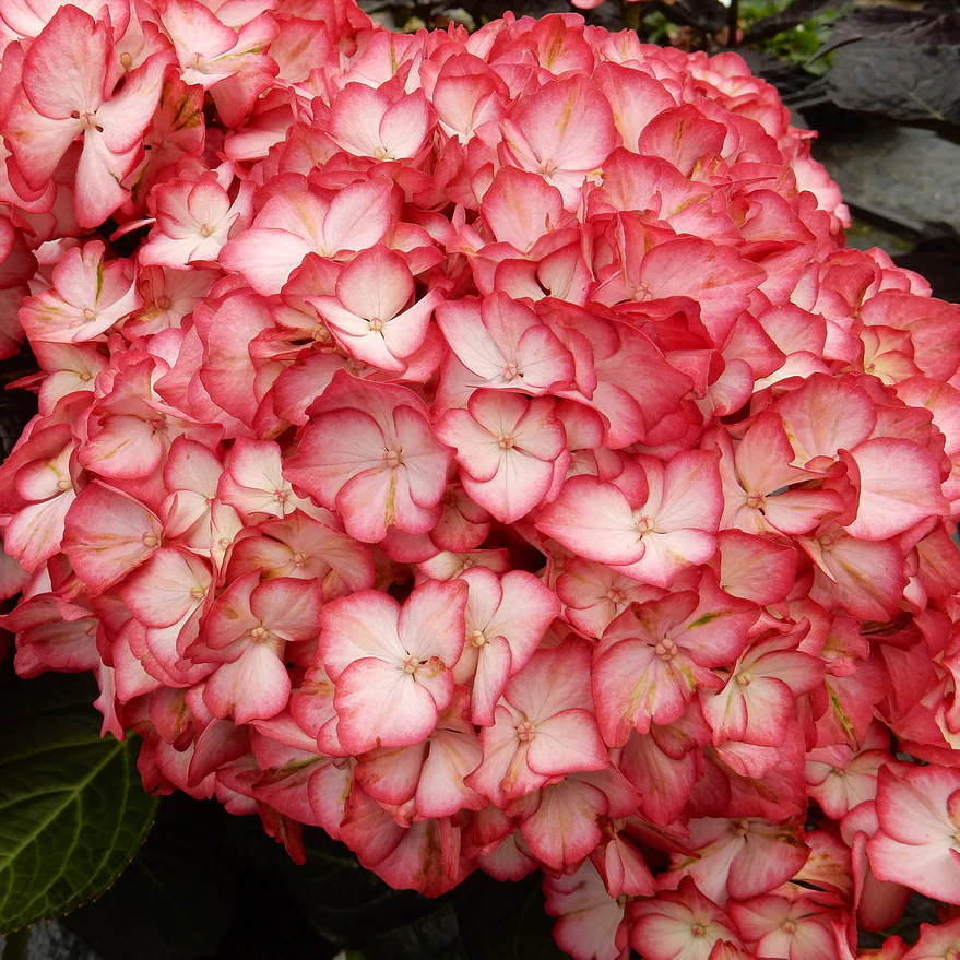 Bauernhortensie Royalty Collection® 'Beauty of Boskoop'