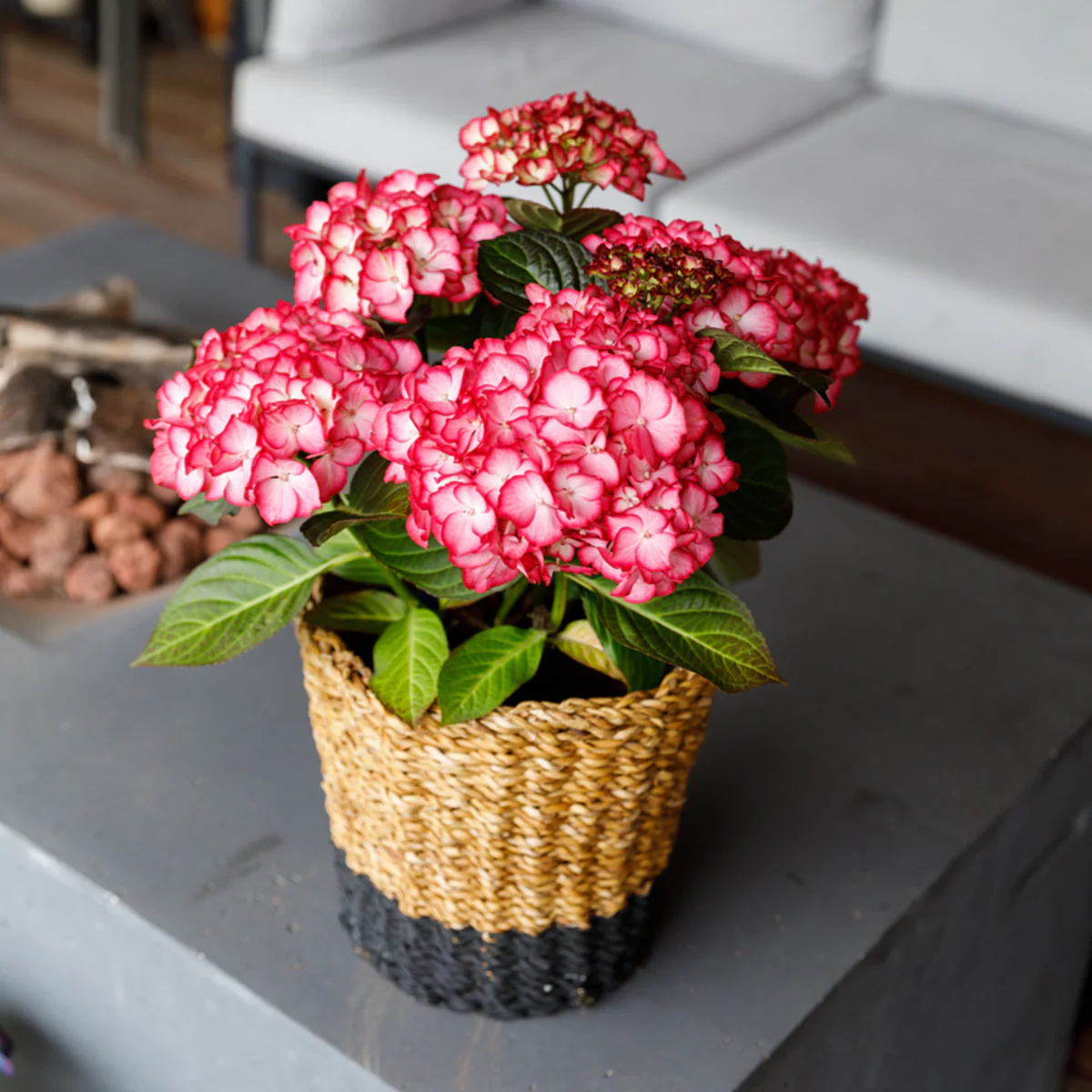 Bauernhortensie Royalty Collection® 'Beauty of Boskoop' - Image 2
