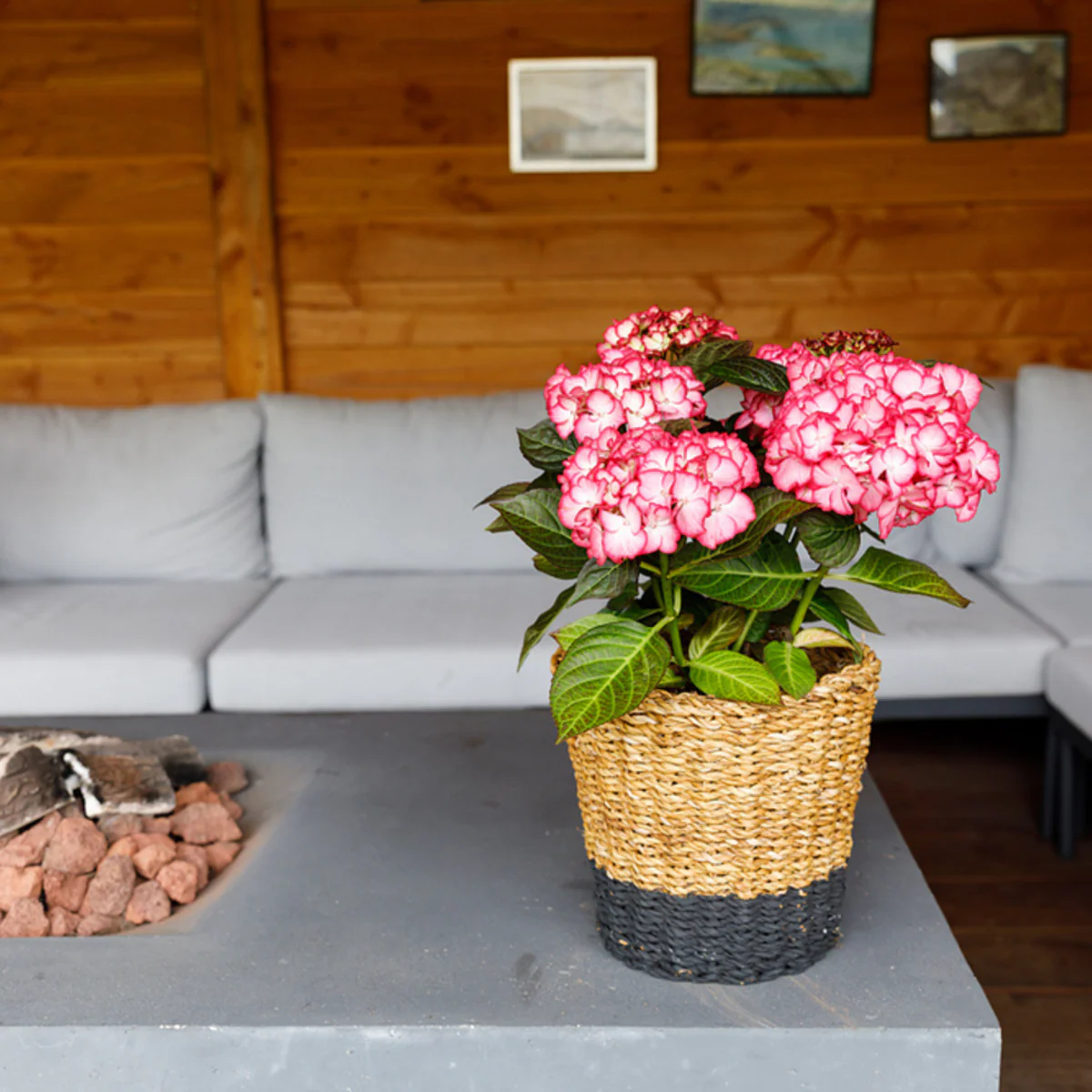 Bauernhortensie Royalty Collection® 'Beauty of Boskoop' - Image 3