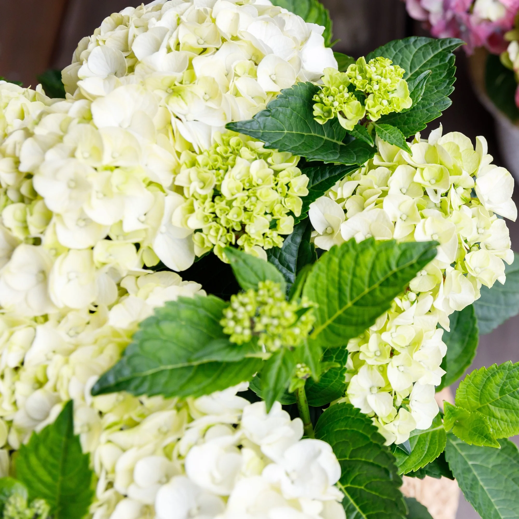 Bauernhortensie Royalty Collection® 'Ice Girl'