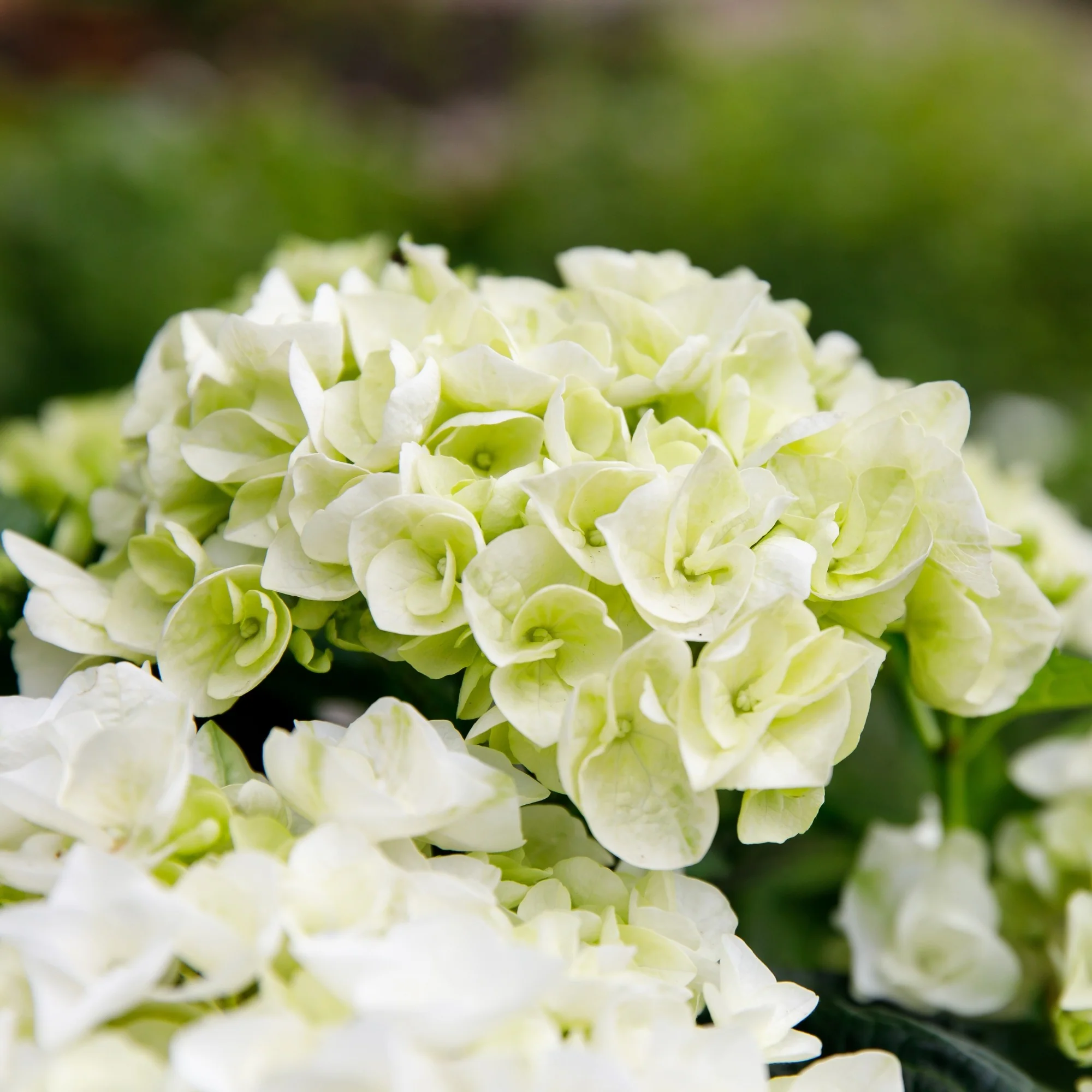 Bauernhortensie Royalty Collection® 'Ice Girl' - Image 3