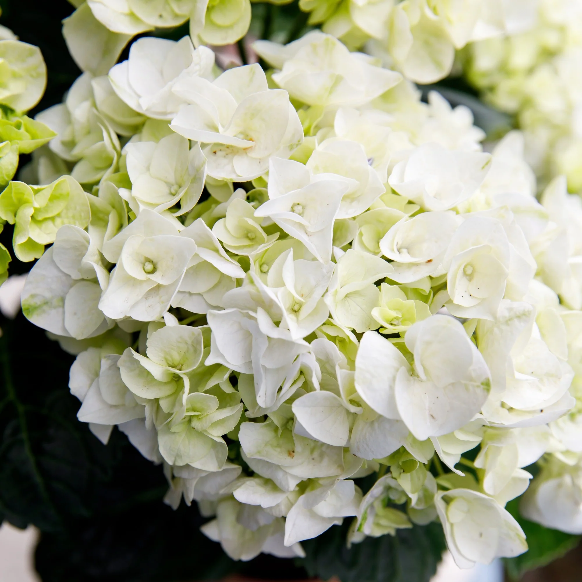 Bauernhortensie Royalty Collection® 'Ice Girl' - Image 4