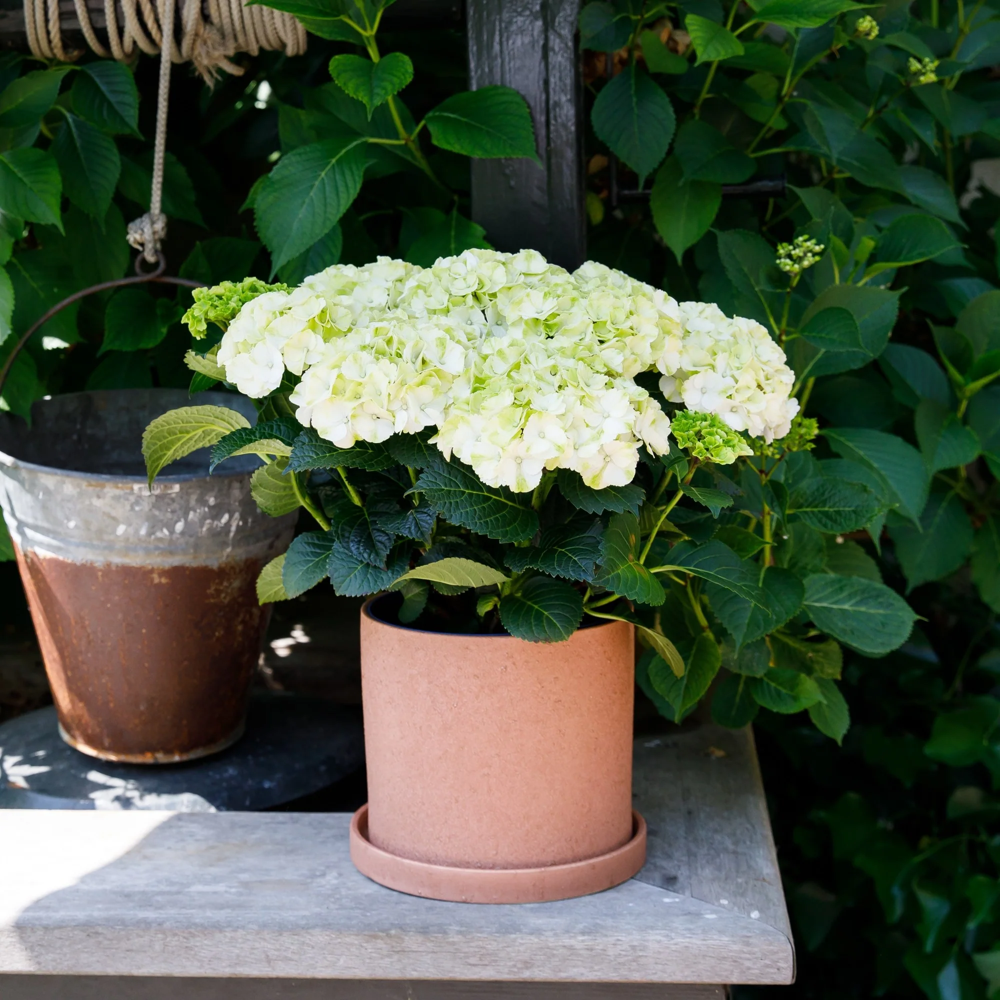 Bauernhortensie Royalty Collection® 'Ice Girl' - Image 5