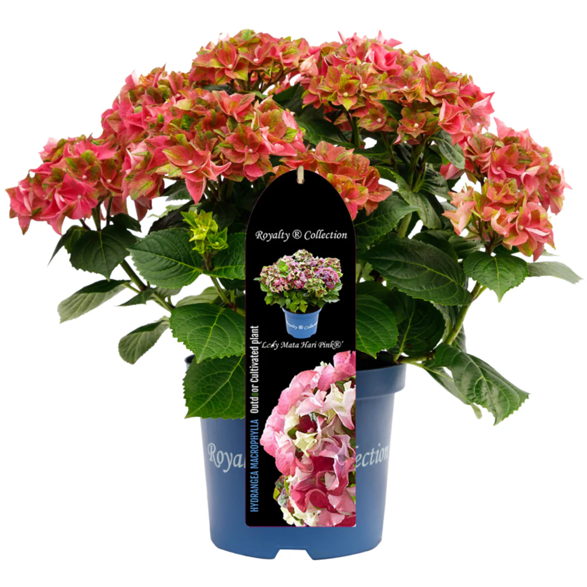 Bauernhortensie Royalty Collection® 'Lady Mata Hari' - Image 4