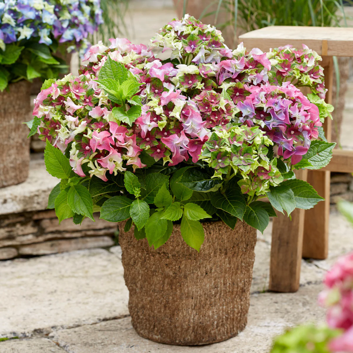 Bauernhortensie Royalty Collection® 'Lady Mata Hari' - Image 6