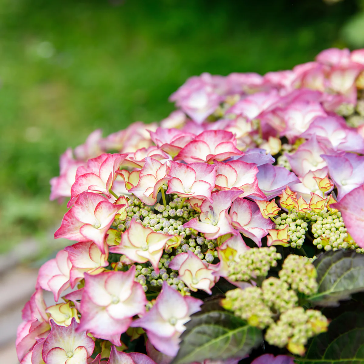 Bauernhortensie Royalty Collection® 'Tiffany'