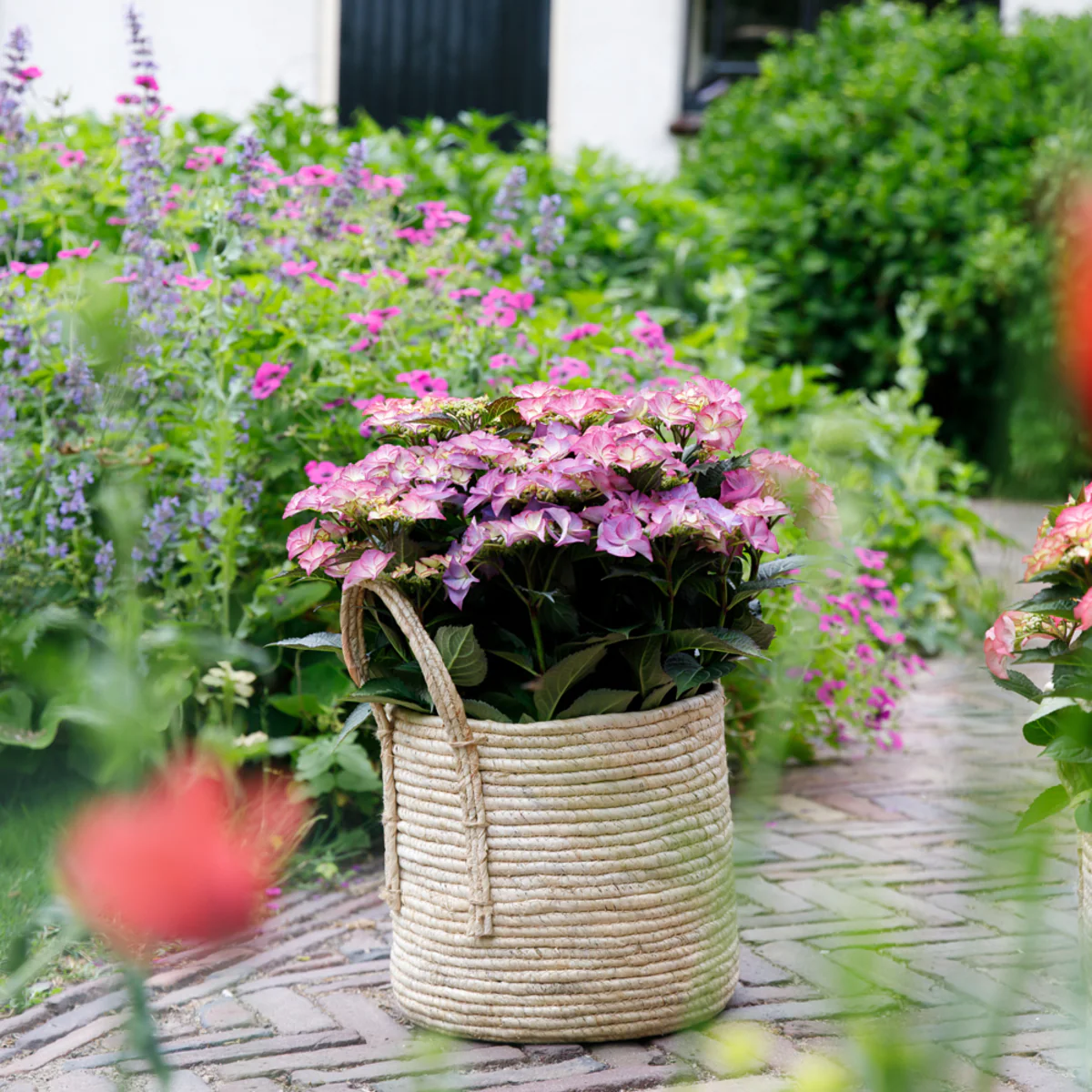 Bauernhortensie Royalty Collection® 'Tiffany' - Image 2