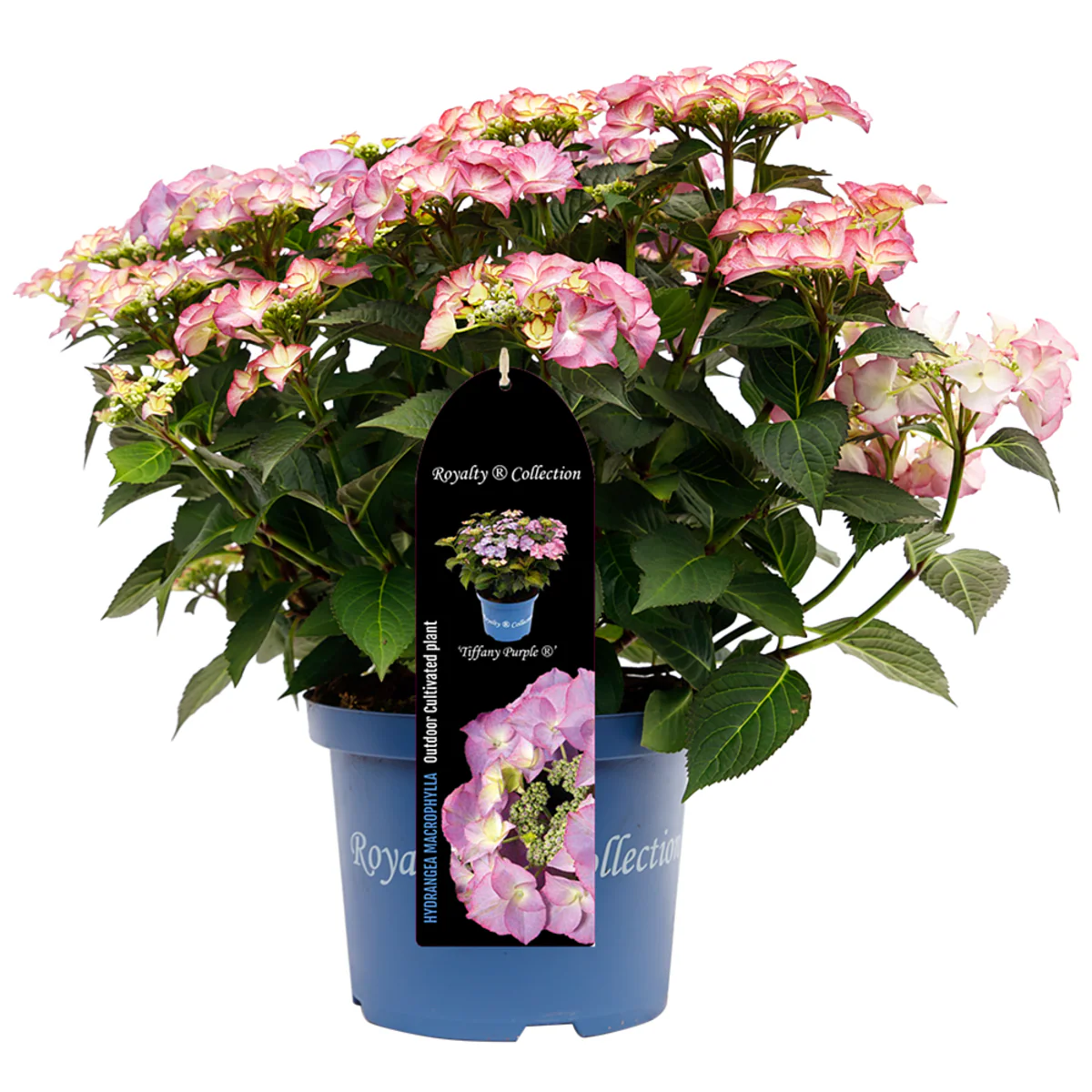 Bauernhortensie Royalty Collection® 'Tiffany' - Image 3
