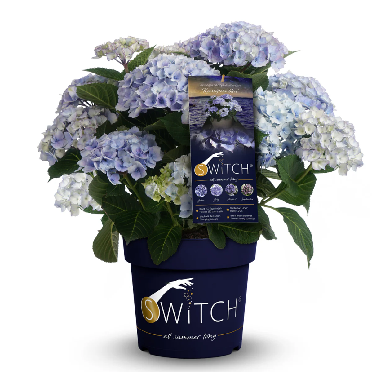 Bauernhortensie 'Switch®' - Image 6