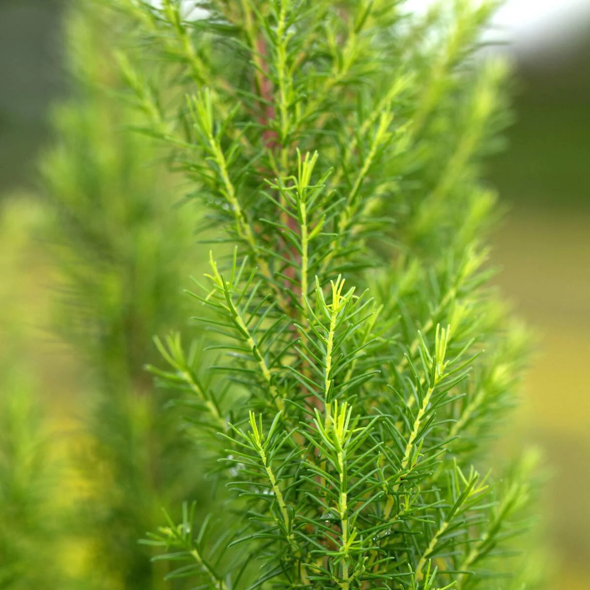 Baumheide 'Kermit'