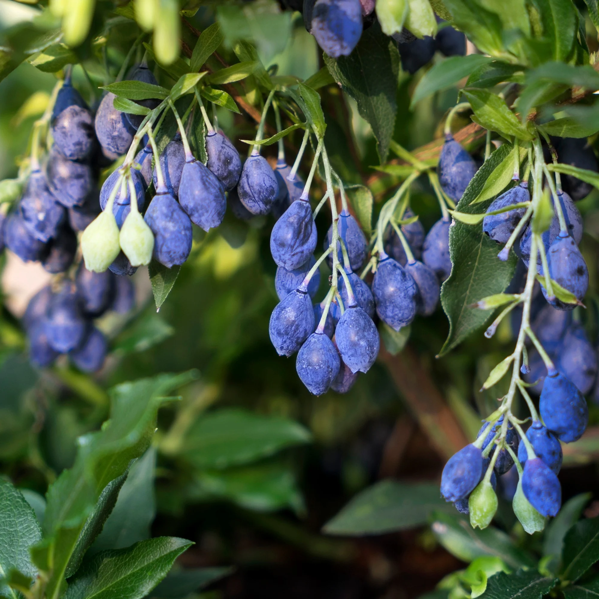 Beeren-Set "4-Monats-Ernte“ - Image 2