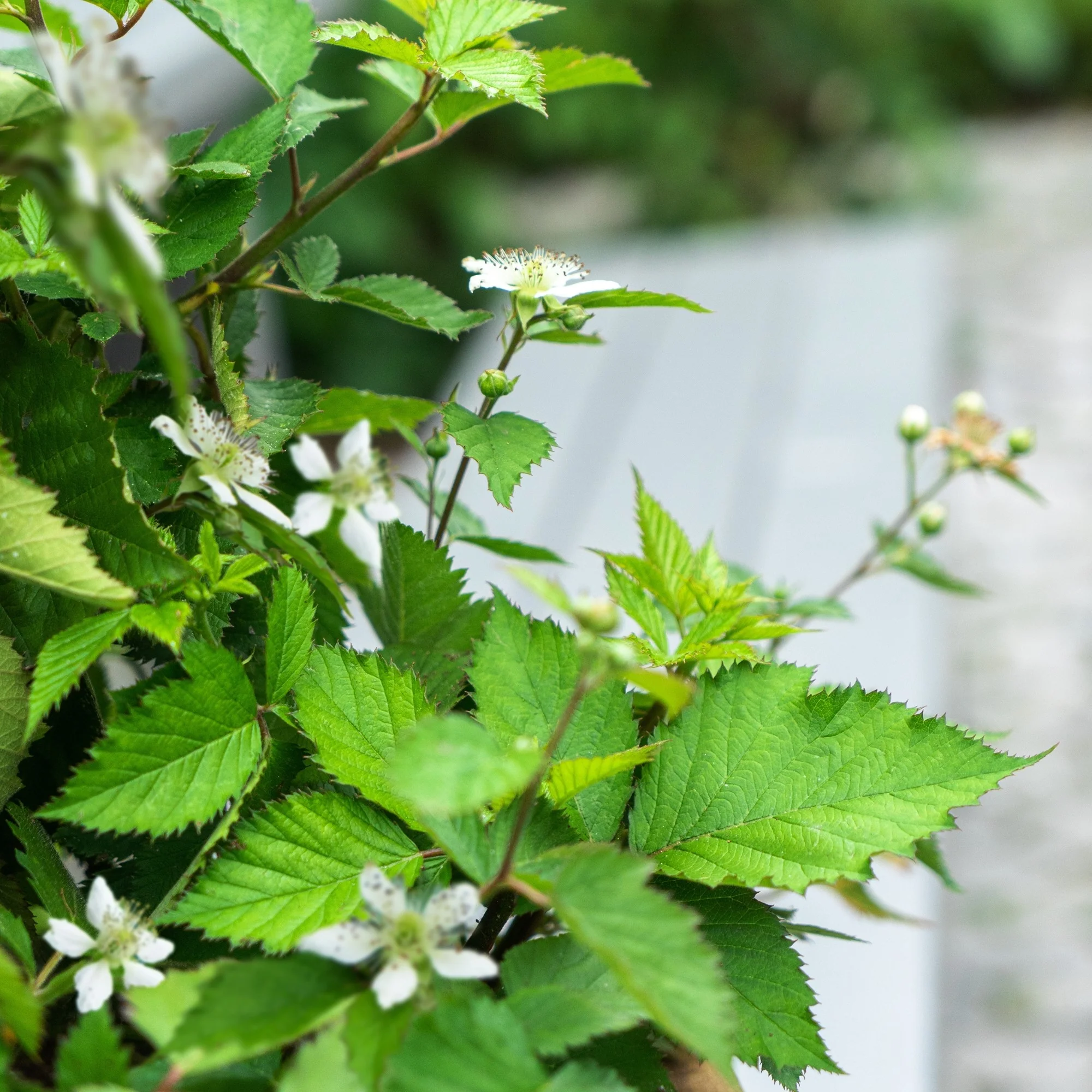 Beeren-Set "4-Monats-Ernte“ - Image 6