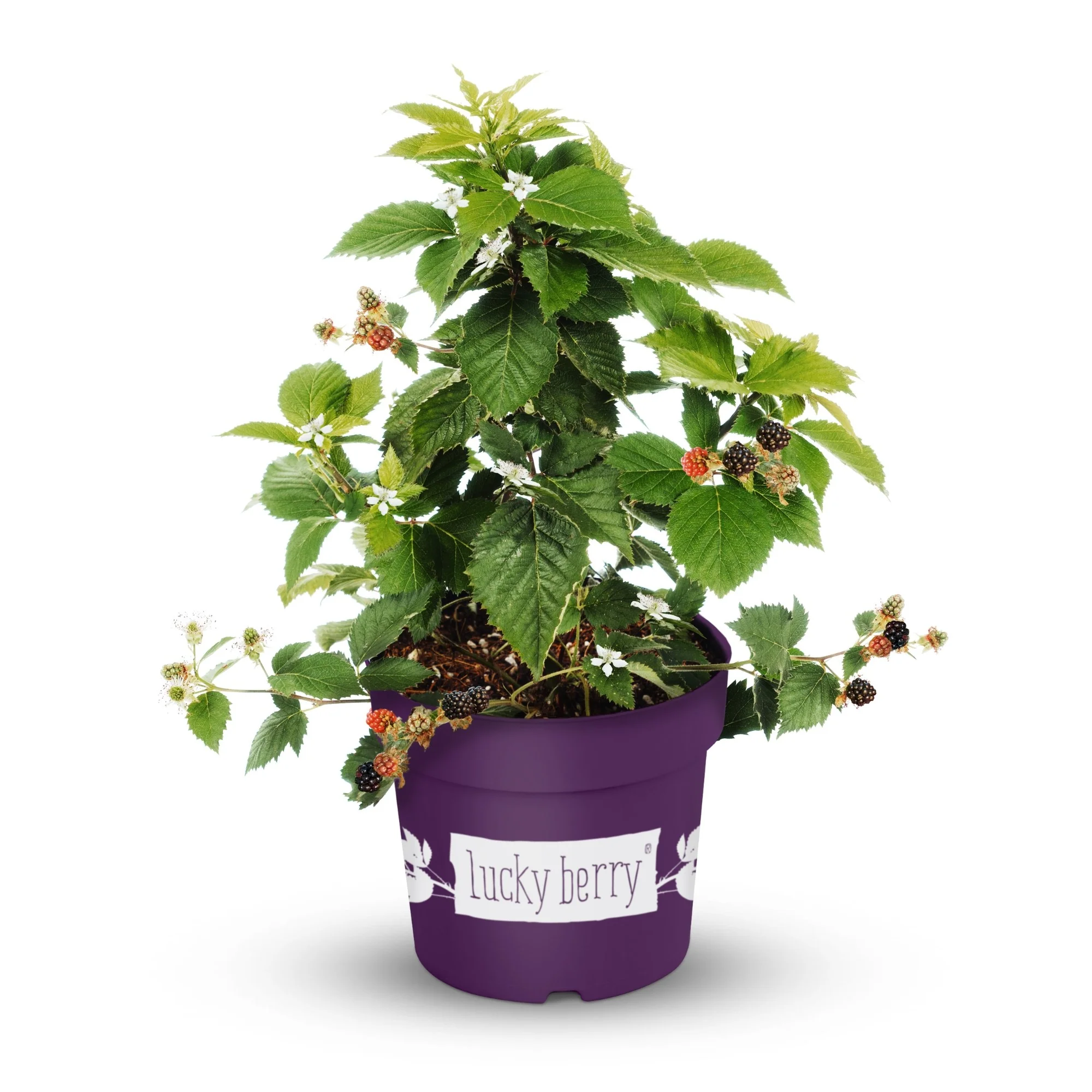Beeren-Set "4-Monats-Ernte“ - Image 7