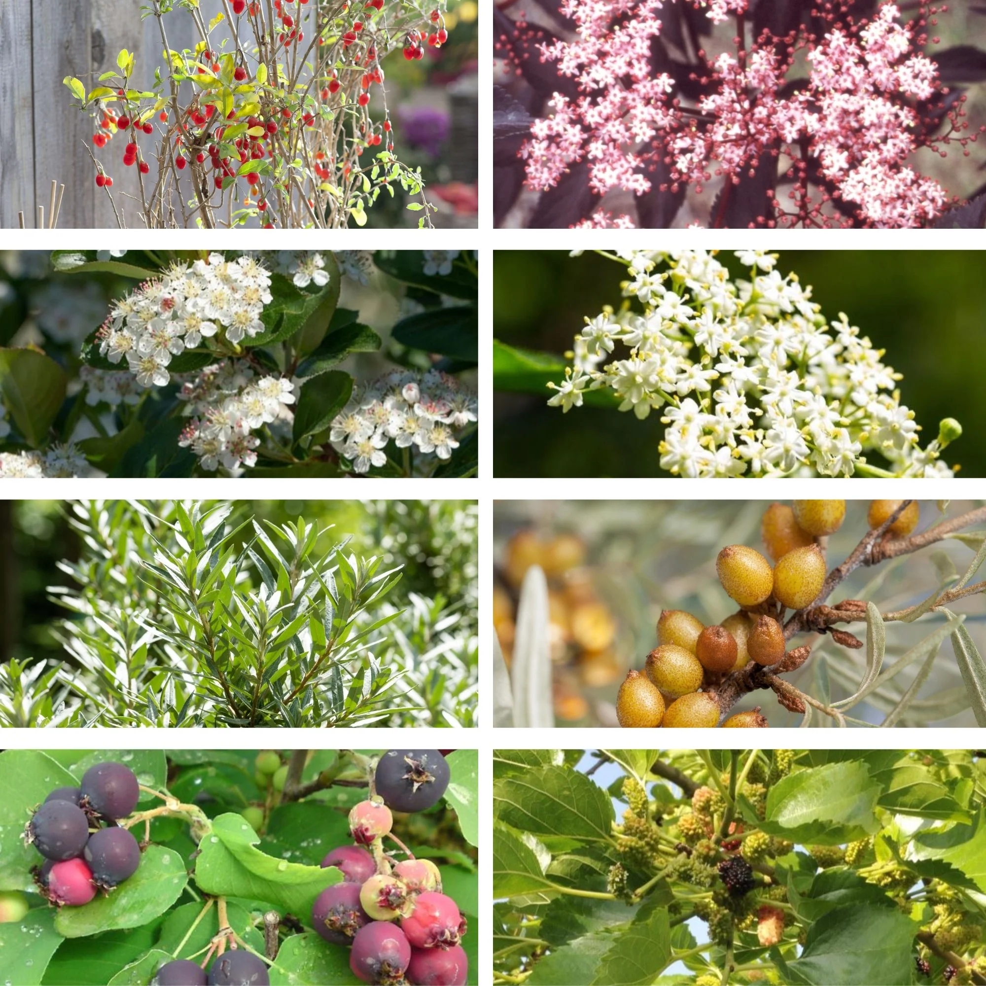 Beeren-Set "Fruchtbeeren"