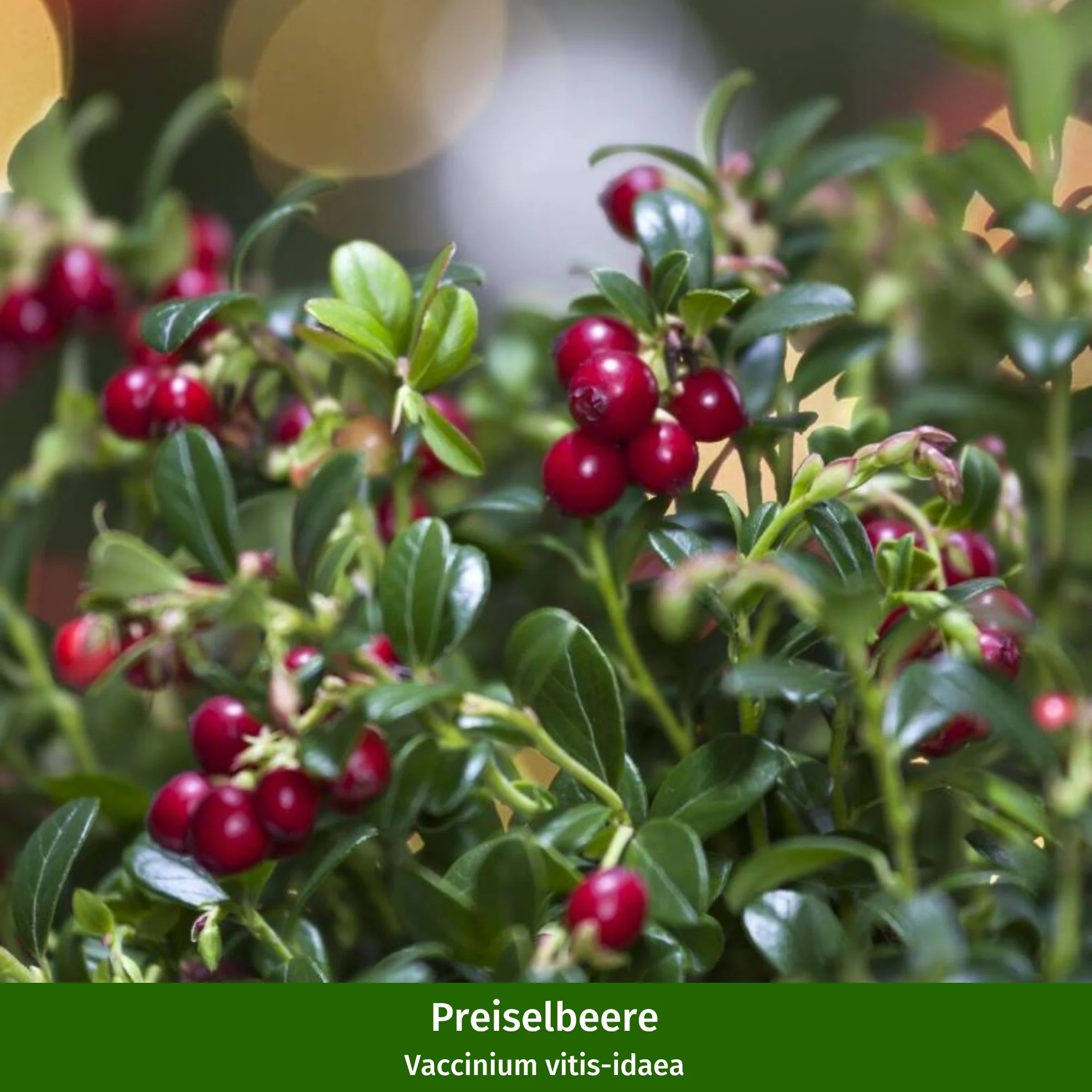 Beeren-Set "Wild und beerig", 12 Pflanzen - Image 2