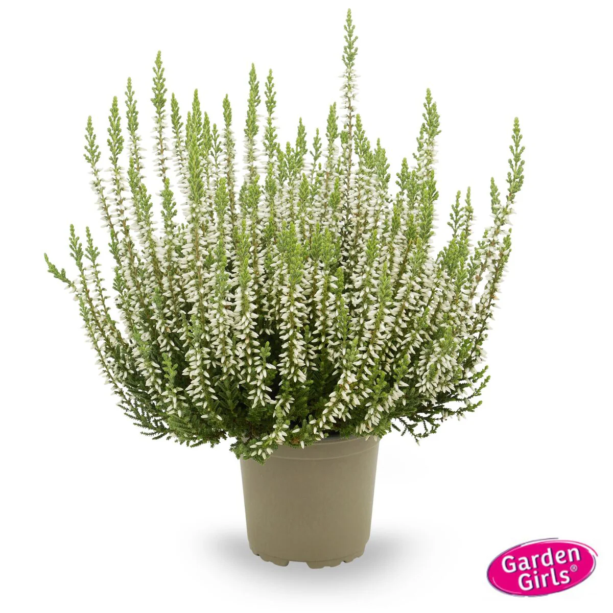 Besenheide 'Gardengirls®' - Image 10