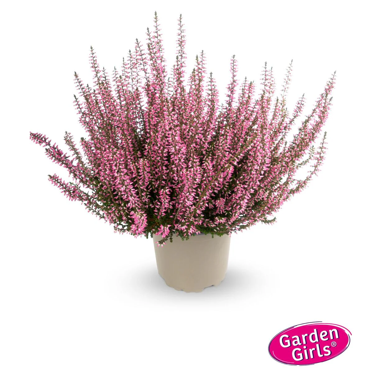 Besenheide 'Gardengirls®' - Image 5