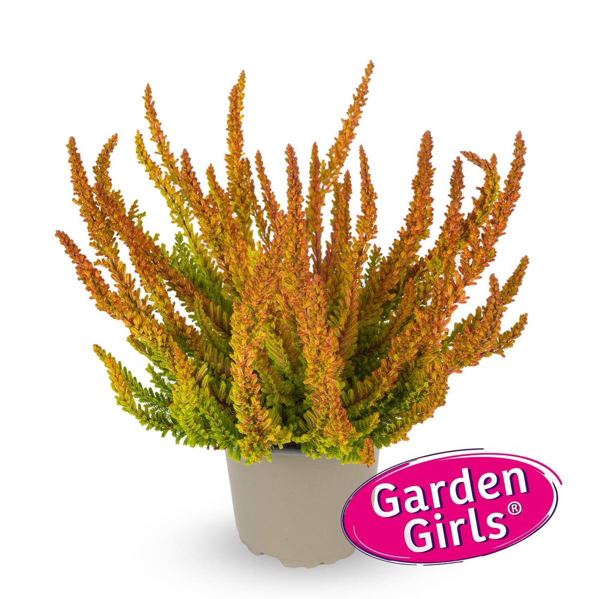 Besenheide 'Sunset Zoe Gardengirls®'