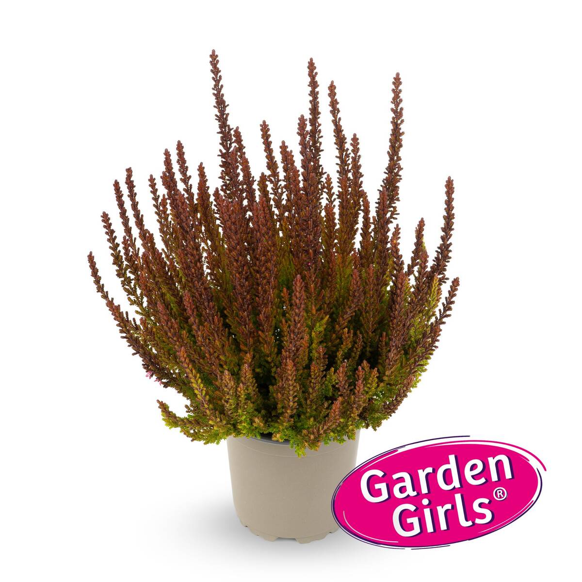 Besenheide 'Sunset Zorina Gardengirls®'