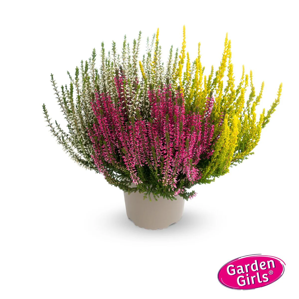 Besenheide 'Trio Gardengirls®' - Image 8