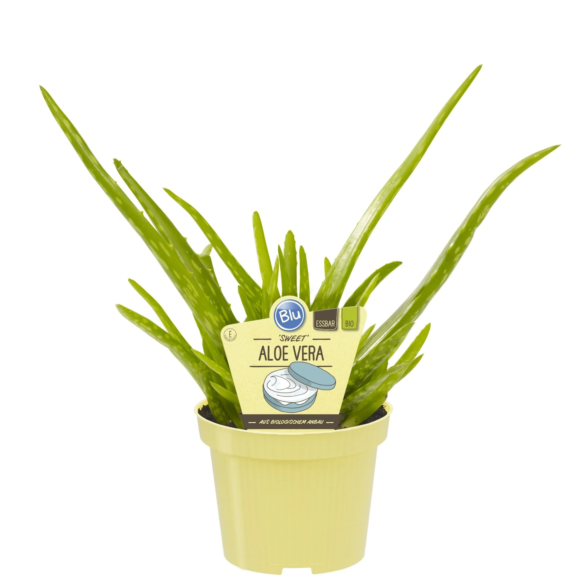 Bio-Aloe Vera 'Sweet' - Image 3