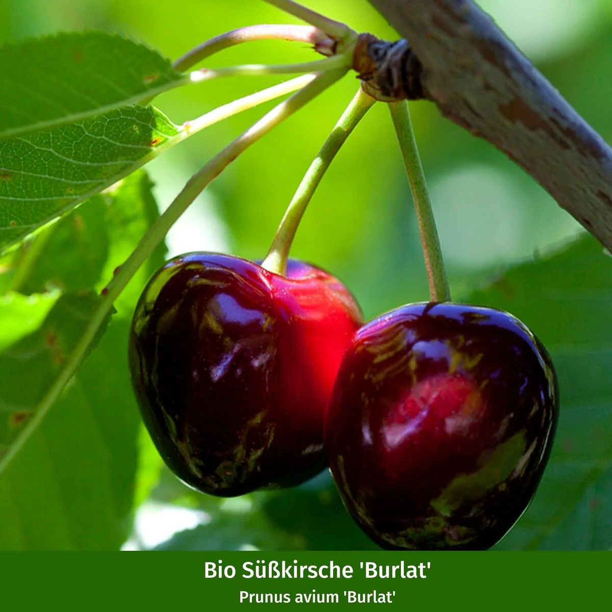 Bio Apfel & Kirsche, 2 Pflanzen - Image 2